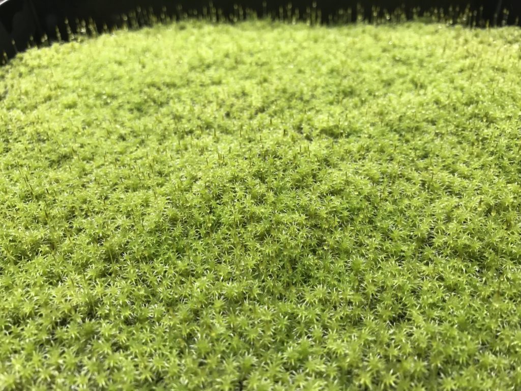 コンテンツ（スナ苔）　三光社