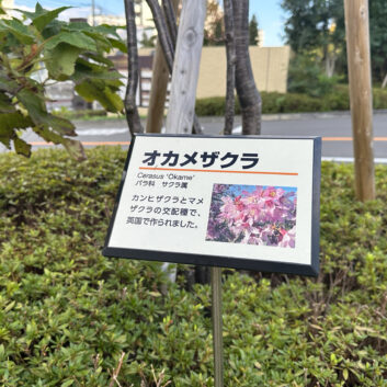 樹名板の取り付け方法まとめ｜ベルト・支柱・ワイヤーの特徴と選び方を解説
