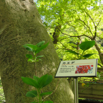 植物をもっと身近に！樹名板で自然に親しむ5つのメリットと導入のポイント