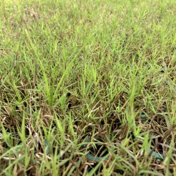 新型ローンベース［LGB-10］を使用した緑化駐車場テスト。