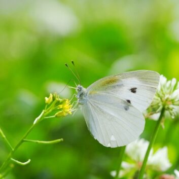 自然と共に生きる：生物多様性を支える緑化のすすめ